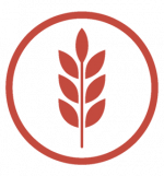 Gluten